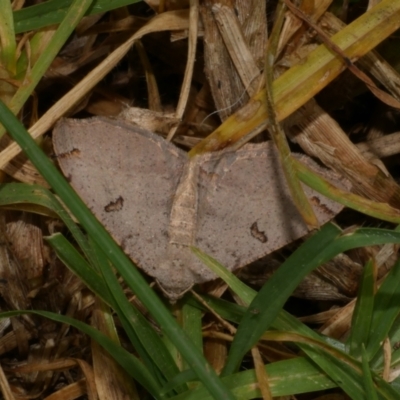 Dissomorphia australiaria (Dashed Geometrid, Ennominae) at Freshwater Creek, VIC - 18 Aug 2024 by WendyEM