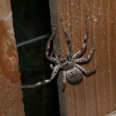 Isopedella victorialis (A huntsman spider) at Freshwater Creek, VIC - 24 Aug 2024 by WendyEM