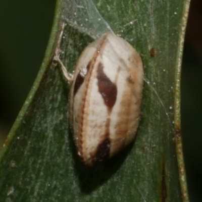 Unidentified Cockroach (Blattodea, several families) at Freshwater Creek, VIC - 24 Aug 2024 by WendyEM