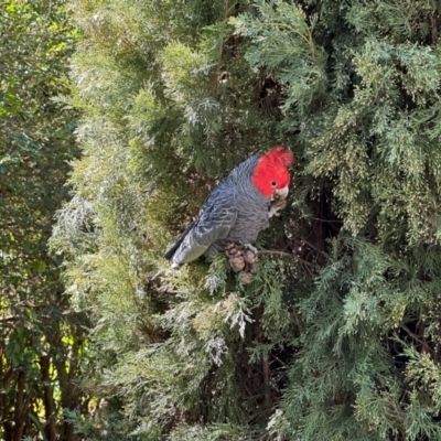 Callocephalon fimbriatum (Gang-gang Cockatoo) at Deakin, ACT - 4 Sep 2024 by KimF