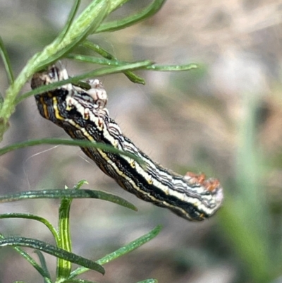 Chlenias (genus) (A looper moth) at Bruce, ACT - 4 Sep 2024 by JVR
