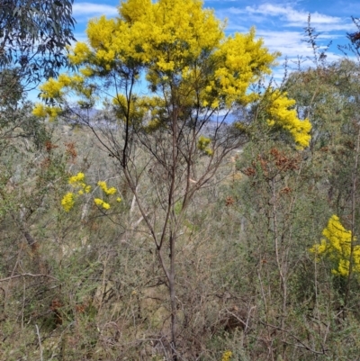 Acacia boormanii (Snowy River Wattle) at Fadden, ACT - 4 Sep 2024 by LPadg