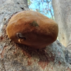 Unidentified Other puffballs, etc (& the unknowns) at Ipswich, QLD - 3 Sep 2024 by LyndalT