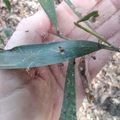 Unidentified Other web-building spider at Ipswich, QLD - 3 Sep 2024 by LyndalT