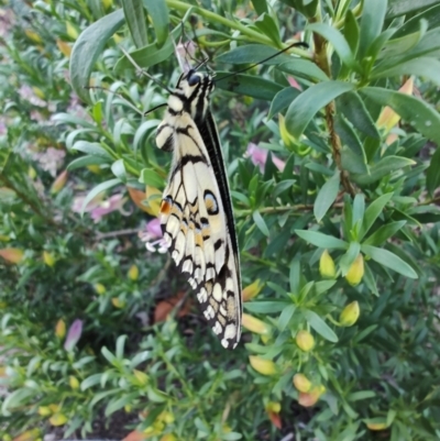 Papilio demoleus (Chequered Swallowtail) at Ipswich, QLD - 3 Sep 2024 by LyndalT