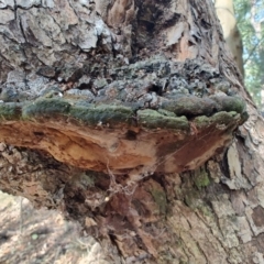 Unidentified Pored or somewhat maze-like on underside [bracket polypores] at Ipswich, QLD - 4 Sep 2024 by LyndalT