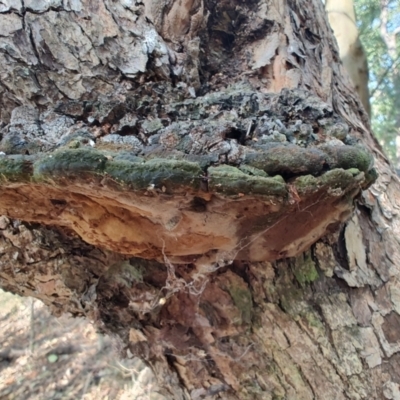 Unidentified Pored or somewhat maze-like on underside [bracket polypores] at Ipswich, QLD - 4 Sep 2024 by LyndalT