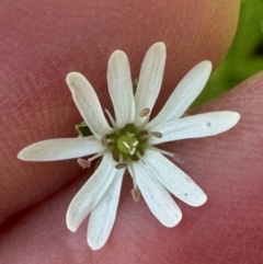 Stellaria flaccida (Forest Starwort) at Kangaroo Valley, NSW - 4 Sep 2024 by lbradley