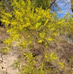 Acacia longifolia subsp. longifolia (Sydney Golden Wattle) at Fadden, ACT - 4 Sep 2024 by LPadg