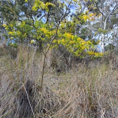 Acacia spectabilis (Pilliga Wattle, Glory Wattle) at Fadden, ACT - 4 Sep 2024 by LPadg