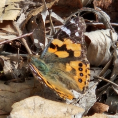 Vanessa kershawi (Australian Painted Lady) at Kingston, ACT - 4 Sep 2024 by MatthewFrawley