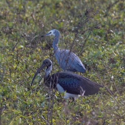 Threskiornis spinicollis (Straw-necked Ibis) at Casino, NSW - 8 Aug 2024 by Petesteamer