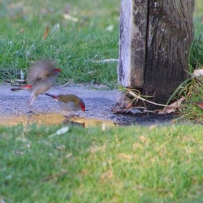 Neochmia temporalis (Red-browed Finch) at Shoalhaven Heads, NSW - 30 Aug 2024 by MB