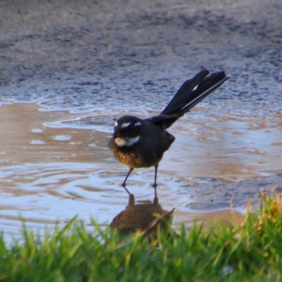 Rhipidura albiscapa (Grey Fantail) at Shoalhaven Heads, NSW - 30 Aug 2024 by MB