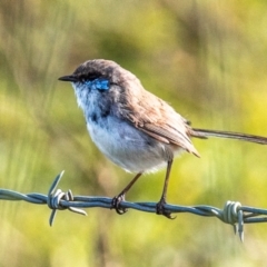 Malurus cyaneus (Superb Fairywren) at Casino, NSW - 7 Aug 2024 by Petesteamer