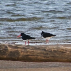 Haematopus longirostris (Australian Pied Oystercatcher) at Shoalhaven Heads, NSW - 31 Aug 2024 by MB