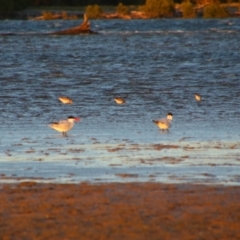 Hydroprogne caspia (Caspian Tern) at Shoalhaven Heads, NSW - 31 Aug 2024 by MB