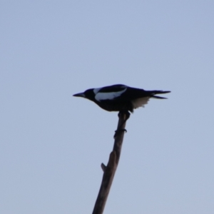 Gymnorhina tibicen at Shoalhaven Heads, NSW - 31 Aug 2024 06:39 AM