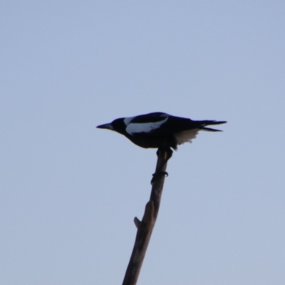 Gymnorhina tibicen (Australian Magpie) at Shoalhaven Heads, NSW - 30 Aug 2024 by MB