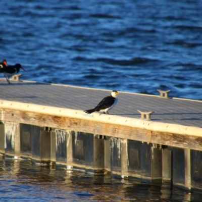 Microcarbo melanoleucos (Little Pied Cormorant) at Shoalhaven Heads, NSW - 31 Aug 2024 by MB