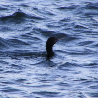 Phalacrocorax sulcirostris (Little Black Cormorant) at Shoalhaven Heads, NSW - 31 Aug 2024 by MB