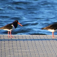 Haematopus longirostris (Australian Pied Oystercatcher) at Shoalhaven Heads, NSW - 31 Aug 2024 by MB