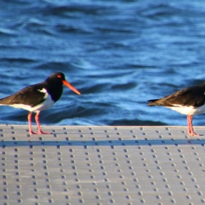 Haematopus longirostris (Australian Pied Oystercatcher) at Shoalhaven Heads, NSW - 31 Aug 2024 by MB