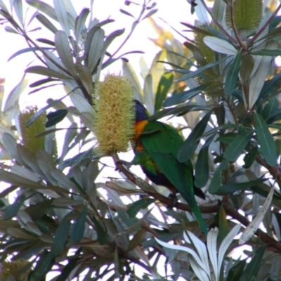 Trichoglossus moluccanus (Rainbow Lorikeet) at Shoalhaven Heads, NSW - 30 Aug 2024 by MB