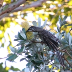 Anthochaera carunculata (Red Wattlebird) at Shoalhaven Heads, NSW - 31 Aug 2024 by MB