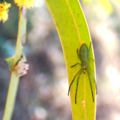 Hedana valida (A crab spider) at Cook, ACT - 3 Sep 2024 by CathB