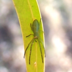 Hedana valida at Cook, ACT - 3 Sep 2024 03:43 PM