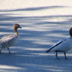 Chenonetta jubata (Australian Wood Duck) at Gerroa, NSW - 31 Aug 2024 by MB