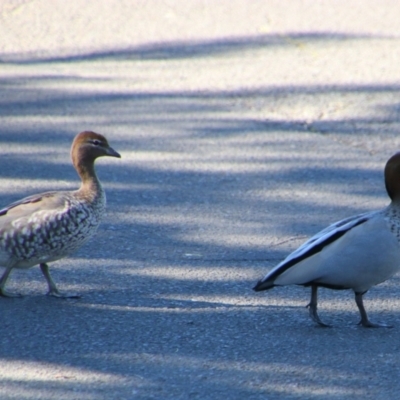 Chenonetta jubata (Australian Wood Duck) at Gerroa, NSW - 31 Aug 2024 by MB