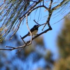 Rhipidura leucophrys (Willie Wagtail) at Gerroa, NSW - 31 Aug 2024 by MB