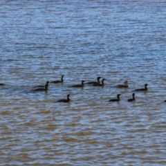 Phalacrocorax sulcirostris (Little Black Cormorant) at Gerroa, NSW - 31 Aug 2024 by MB