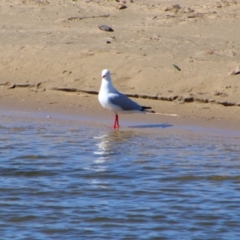 Chroicocephalus novaehollandiae (Silver Gull) at Gerroa, NSW - 31 Aug 2024 by MB