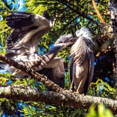 Egretta novaehollandiae (White-faced Heron) at Casino, NSW - 8 Aug 2024 by Petesteamer