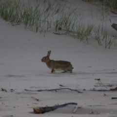 Oryctolagus cuniculus (European Rabbit) at Shoalhaven Heads, NSW - 31 Aug 2024 by MB