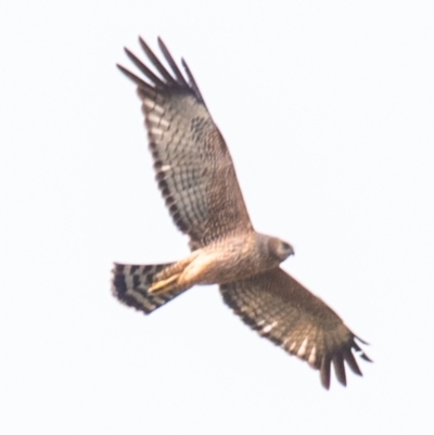 Circus assimilis (Spotted Harrier) at Gulgong, NSW - 13 Aug 2024 by Petesteamer