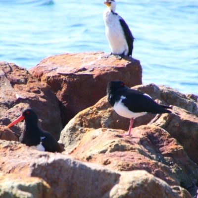 Haematopus longirostris (Australian Pied Oystercatcher) at Greenwell Point, NSW - 1 Sep 2024 by MB