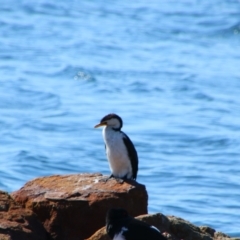 Microcarbo melanoleucos (Little Pied Cormorant) at Greenwell Point, NSW - 1 Sep 2024 by MB