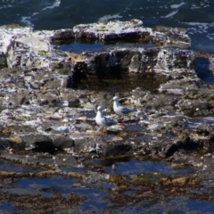 Chroicocephalus novaehollandiae (Silver Gull) at Culburra Beach, NSW - 1 Sep 2024 by MB