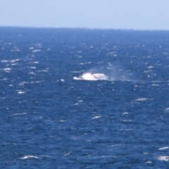 Megaptera novaeangliae (Humpback Whale) at Culburra Beach, NSW - 1 Sep 2024 by MB