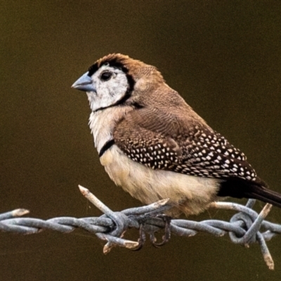 Stizoptera bichenovii (Double-barred Finch) at Bargara, QLD - 1 Jul 2024 by Petesteamer