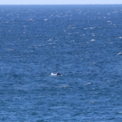 Whale-unknown species (Unidentified Whale) at Culburra Beach, NSW - 1 Sep 2024 by MB
