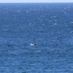 Whale-unknown species (Unidentified Whale) at Culburra Beach, NSW - 1 Sep 2024 by MB