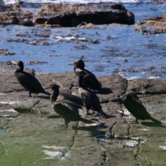 Phalacrocorax carbo (Great Cormorant) at Culburra Beach, NSW - 1 Sep 2024 by MB