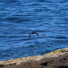 Haematopus fuliginosus (Sooty Oystercatcher) at Culburra Beach, NSW - 1 Sep 2024 by MB