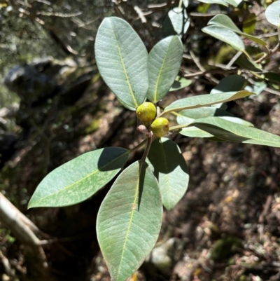 Ficus rubiginosa (Port Jackson or Rusty Fig) at Kangaroo Valley, NSW - 31 Aug 2024 by Choyster