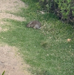 Oryctolagus cuniculus (European Rabbit) at Palm Beach, NSW - 2 Sep 2024 by Choyster